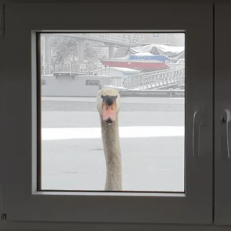 Large Barge, Unique And Atypical, Parking Botel